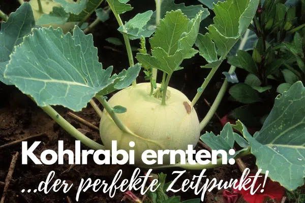 Kohlrabi im Beet mit Blättern - perfekt für die Ernte
