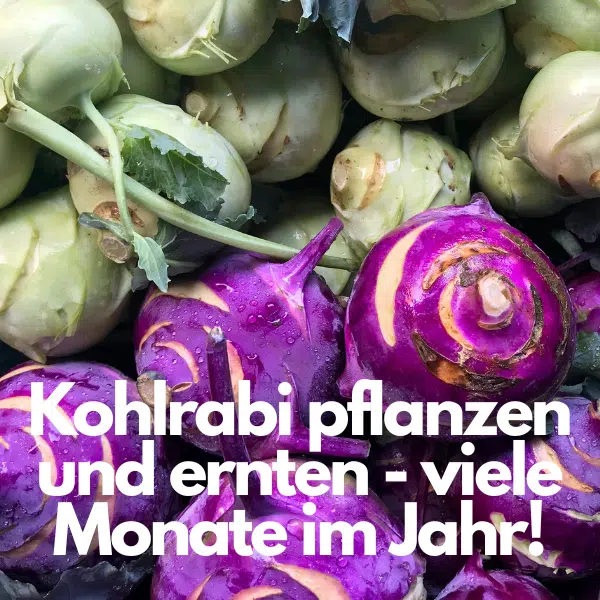 Kohlrabi pflanzen: So gibt's reiche Ernte! 🥬
