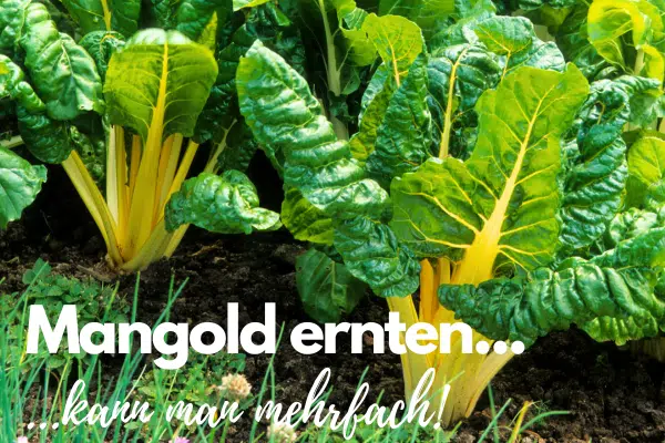 Mehrere Mangold Pflanzen kurz vor der Ernte