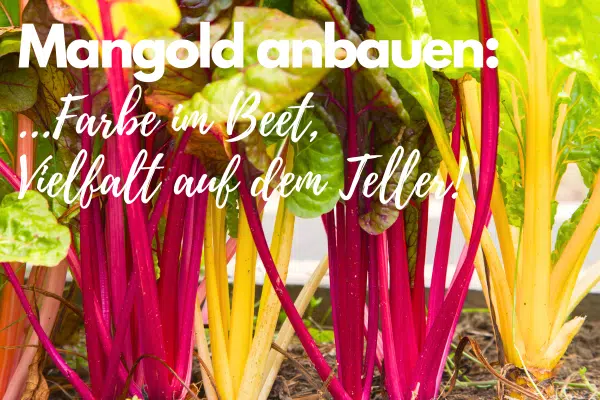 Mangold Pflanzen mit bunten Stielen im Beet