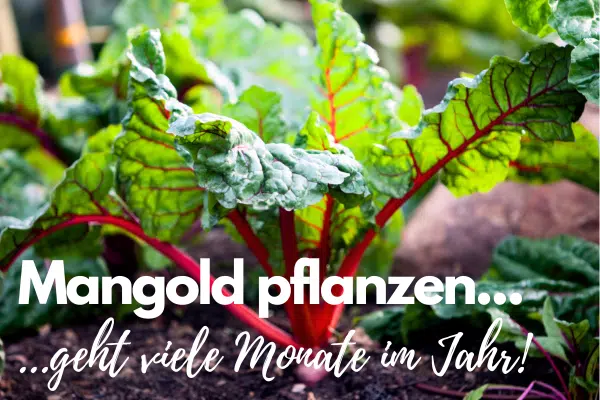 Mangold Pflanze im Beet mit roten Stielen