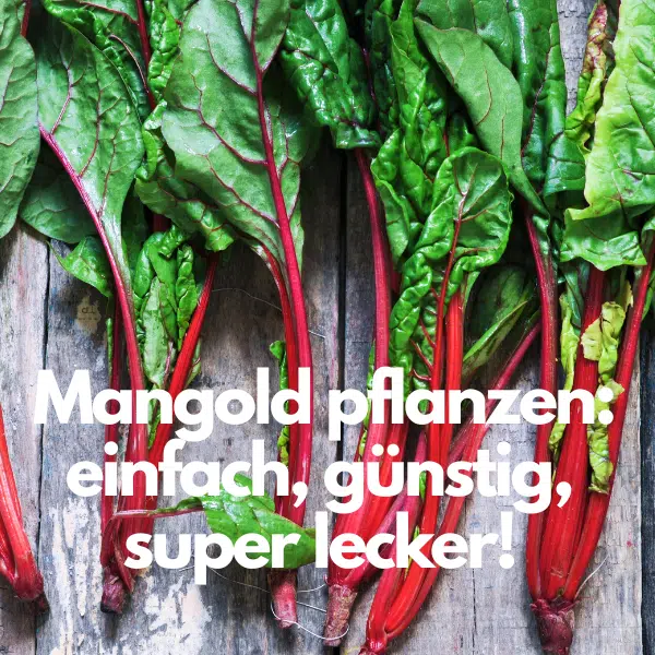 Mangold pflanzen: einfach, günstig, super lecker! 🥬