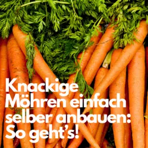 Magazin_Moehren_saeen_pflanzen