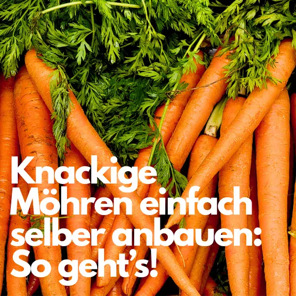 Möhren säen und anbauen: So klappt's perfekt! 🥕