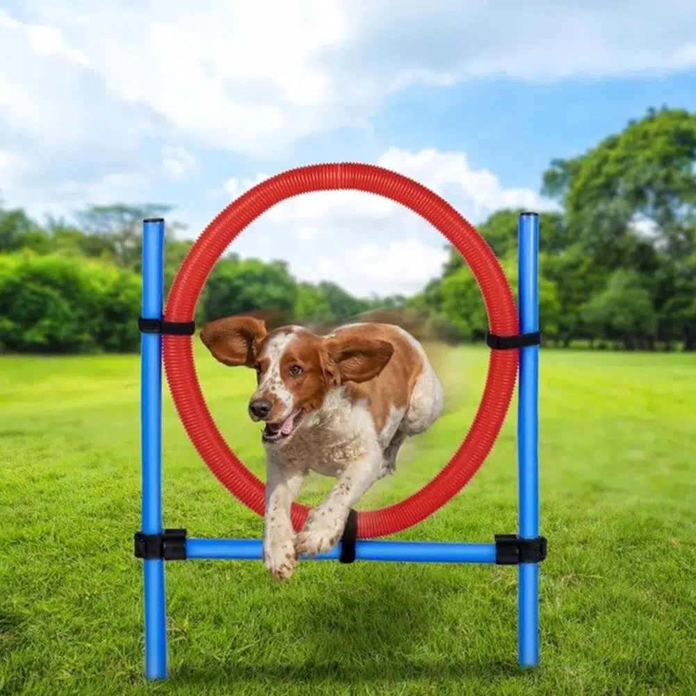 Thumbnail maxxpro Agility Spring Ring Set für Hunde für 8,94€ (statt 15€)