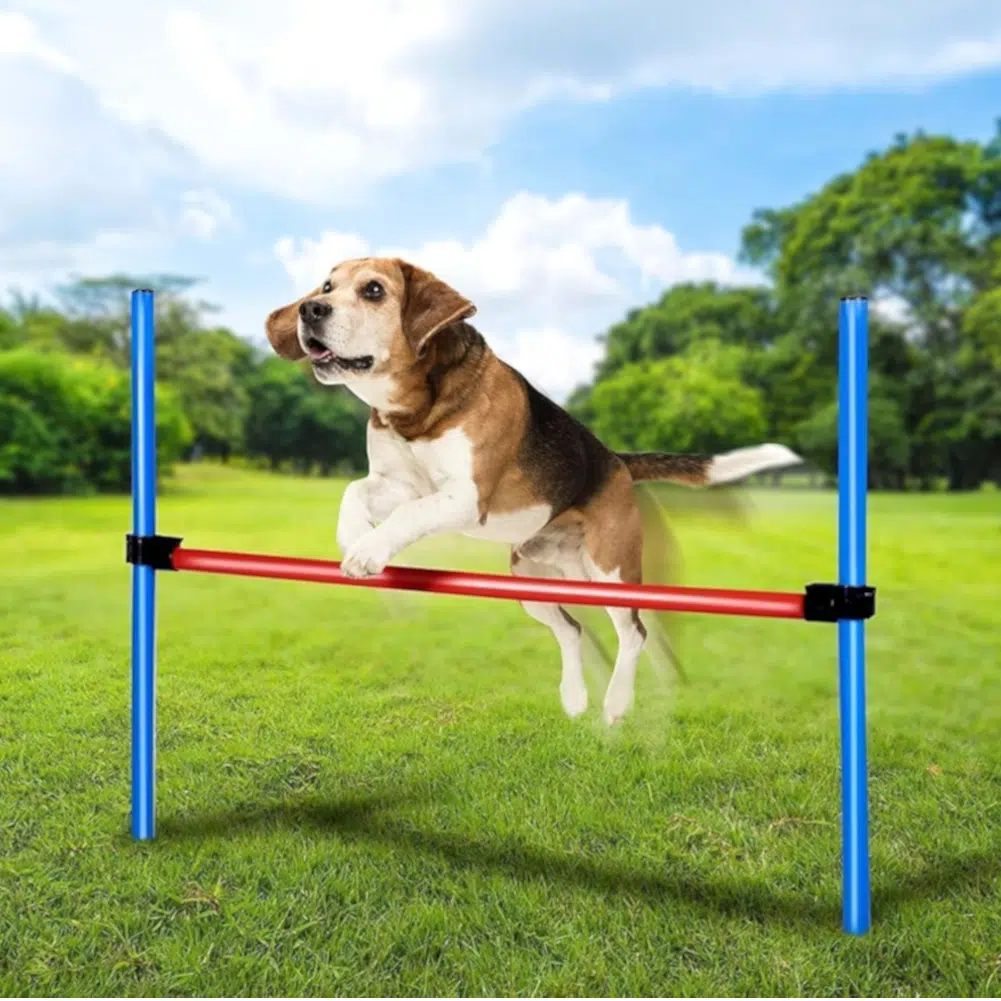Thumbnail maxxpro Agility Spring Stick Set für Hunde für 8,94€ (statt 19€)