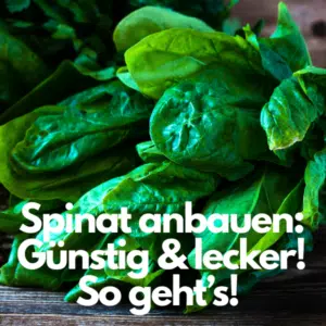 Spinat anbauen: frisch geerntete Spinatblätter