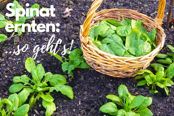 Spinat bei der Ernte: Ein Korb mit geernteten Spinat-Blättern zwischen den Reihen im Beet