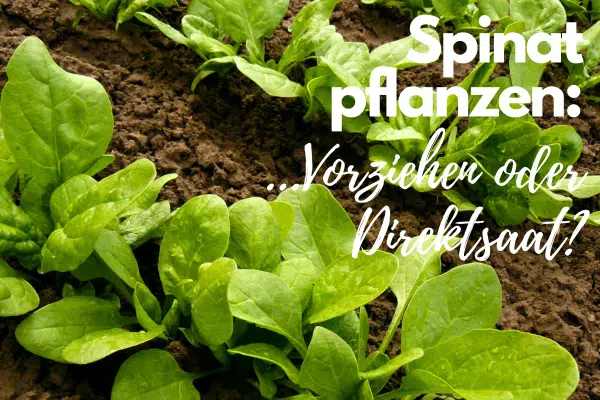 Spinat pflanzen: Mehrere Spinat-Pflanzen in Reihen