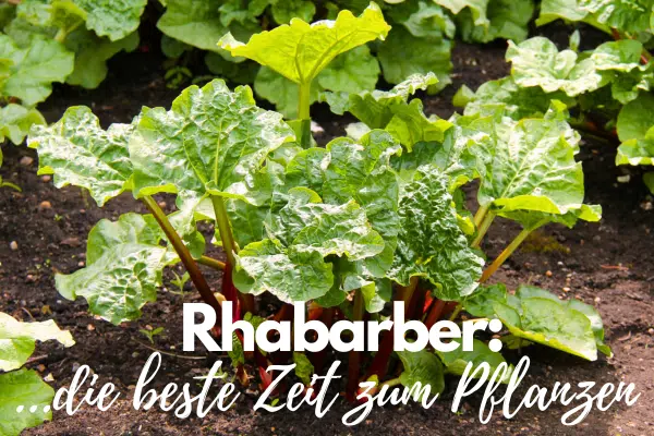 Rhabarber anbauen: junge Rhabarber Pflanze im Garten