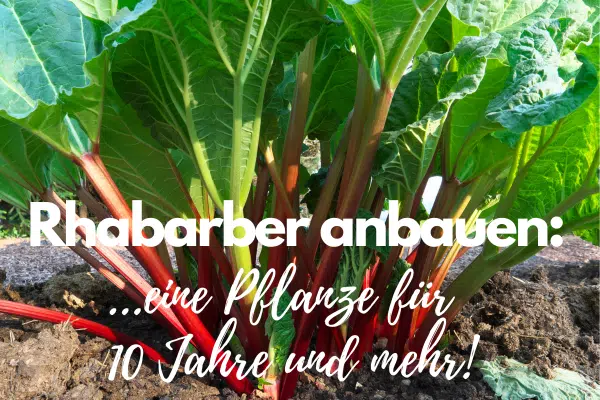 Rhabarber pflanzen: eine Staude im Beet