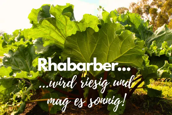 große Rhabarber Pflanze in voller Sonne im Garten