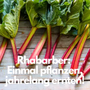 Rhabarber pflanzen - Stiele und Blätter nach der Ernte