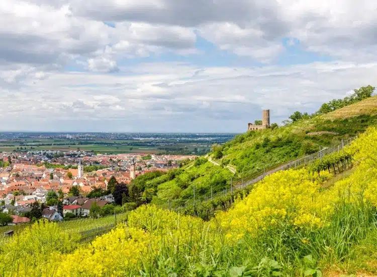 Blick von einem Hügel auf Schriesheim, hinten eine Burg