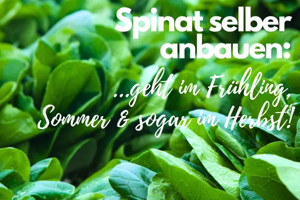 Spinat anbauen: Spinat-Pflanzen dicht an dicht im Beet