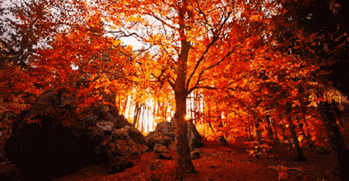 GIF von Baumwipfel, der im Wind rauscht, hinten scheint die Sonne durch