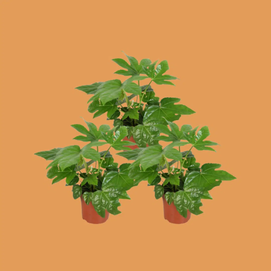 Thumbnail 3er Set Zimmeraralie (40–50cm Höhe, ø 12–15cm Topf) für 9,99€