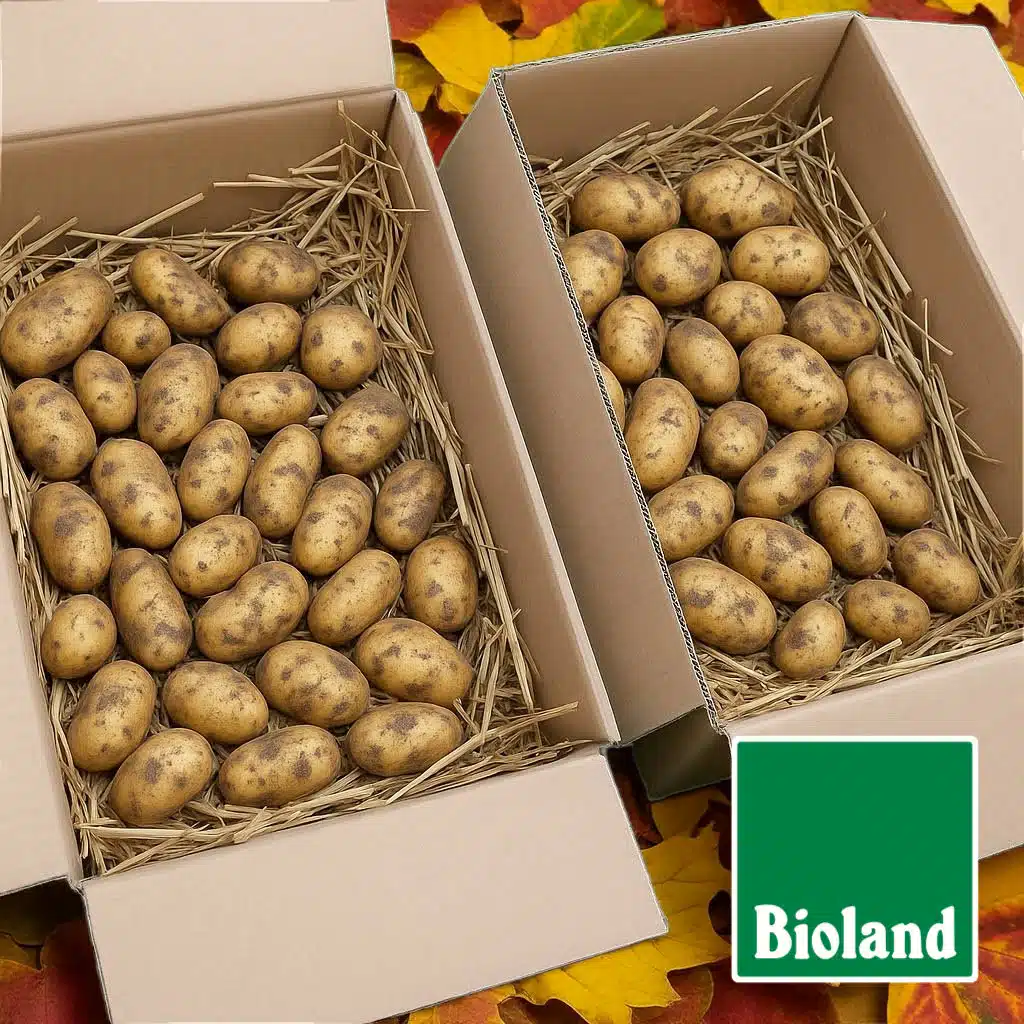 Bio-Kartoffeln der Sorte Goldsegen main image 0