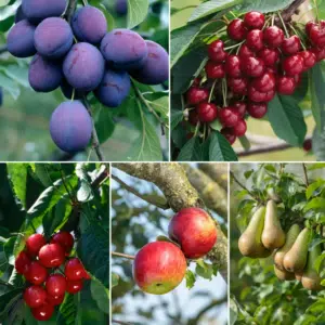 Thumbnail 🍎🍐🍒 Obstbäume Set 5x für 47,90€ - Apfel, Birne, Süßkirsche, Sauerkirsche und Pflaume, 2-3 Jahre alt