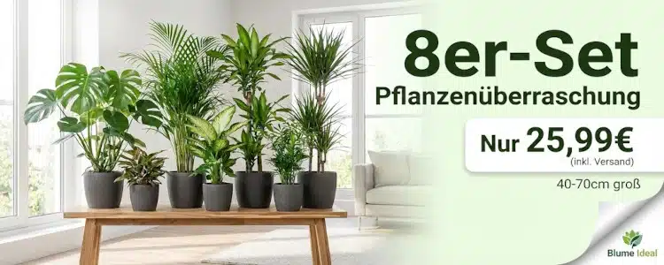 Blume_Ideal_8er-Set_Pflanzenueberraschung_nur_2599