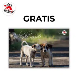 gratis-wandkalender-2026-vier-pfoten