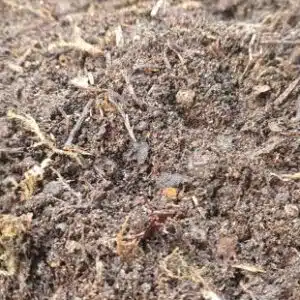 31566-foto-kompost-04