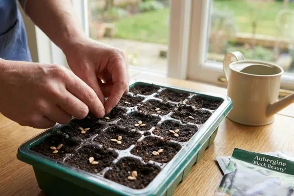 Auberginen selber ziehen: Aussaat der Auberginen Samen in einer Schale am Fenster