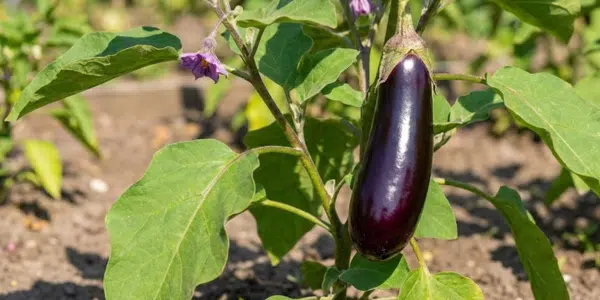 Auberginen vorziehen: Eine reife Frucht an einer Pflanze mit Blüten