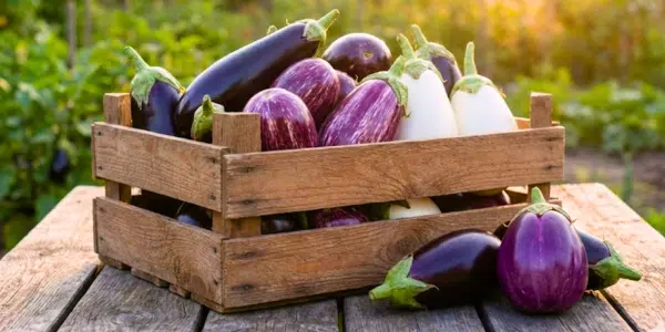 Auberginen vorziehen: Geerntete Früchte in einer Holzkiste auf einem Tisch im Garten