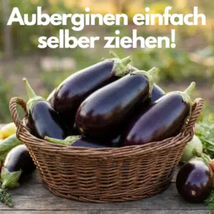Magazin_Auberginen_Thumb