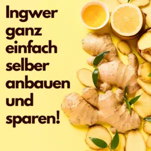 Ingwer pflanzen: ganze und geschnittene Ingwer Knollen im Bild vor gelbem Hintergrund