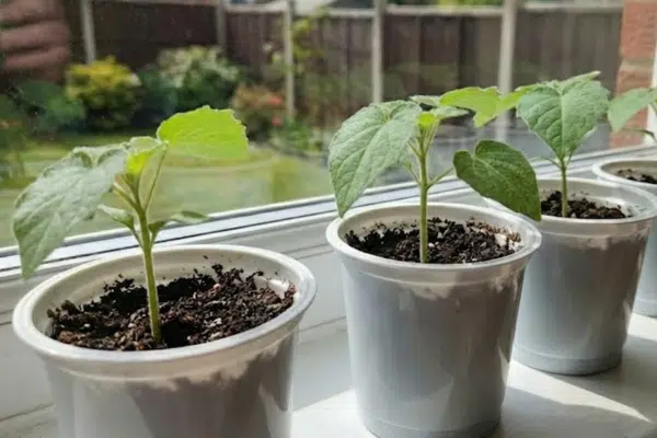 Physalis vorziehen: junge Physalis Pflanzen in Bechern auf einer sonnigen Fensterbank 