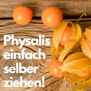 Phsyalis_vorziehen_Thumb