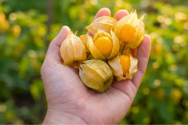 Physalis selber ziehen: Eine Hand hält mehrere Früchte frisch geernteter Physalis
