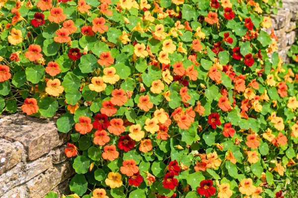 Kapuzinerkresse Anzucht: Ein Meer bunter Blüten in bunten Farben auf einer Backsteinmauer