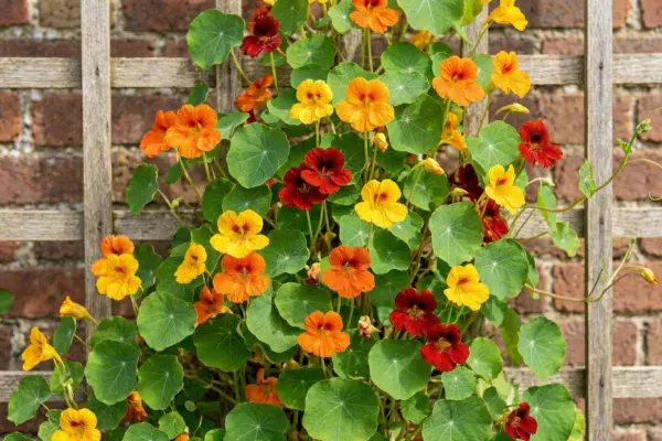 Kapuzienerkresse säen: Kapuzinerkresse in voller Blüte an einem Spalier