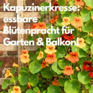 Kauzinerkresse vorziehen: Ein Bild mit bunten Blüten an einem Spalier, dazu die Aufschrift: Kapuzinerkresse: essbare Blütenpracht für Garten & Balkon!