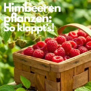 Himbeeren anbauen: ein Korb voller frisch geernteter Himbeeren, dazu die Aufschrift: Himbeeren pflanzen: So klappt's!