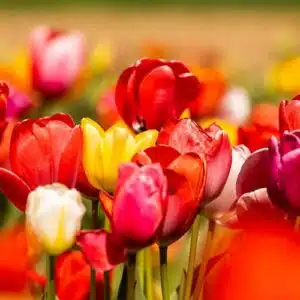 urn-newsml-dpa.com-20090101-220419-99-959859-v3-s2048