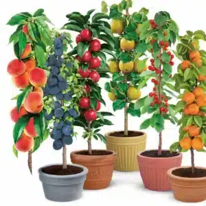 Thumbnail 🍎 🍐 🍒 🍑 Säulen-Obstbaum-Sets ab 44,99€ inkl. Versand – Ernte für Balkon & Garten