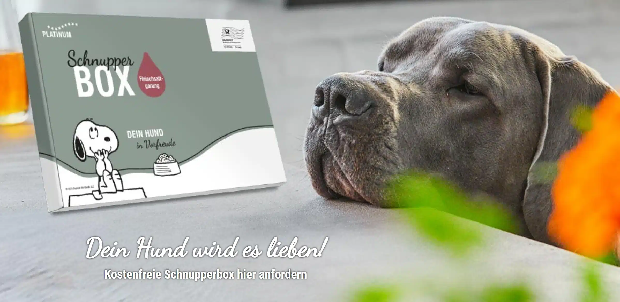 Werbebild für eine PLATINUM Schnupper BOX für Hunde. Rechts ein entspanntes Porträt eines großen, grauen, faltigen Hundekopfes. Links eine graue Schachtel mit der Aufschrift 'PLATINUM Schnupper BOX' und einem roten Tropfen-Logo mit dem Text 'Fleischsaftgarung'. Darunter ein Snoopy-Cartoon und der Text 'DEIN HUND in Vorfreude'. Unten im Bild steht der Text: 'Dein Hund wird es lieben! Kostenfreie Schnupperbox hier anfordern'. Die Box und der Hund befinden sich auf einer grauen Fläche vor einem unscharfen Hintergrund mit einer orangefarbenen Blume und einem Glas.