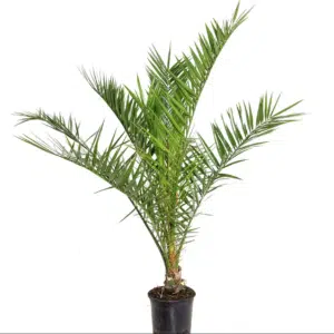 Thumbnail 1x oder 2x Kanarische Dattelpalme (Phoenix Canariensis) ab 16,19€ / 22,48€
