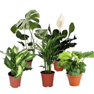 Thumbnail Nur 5,99€ pro Pflanze 🌿 5er Set luftreinigende Pflanzen (Monstera, Palme u.v.m.) für 29,98€