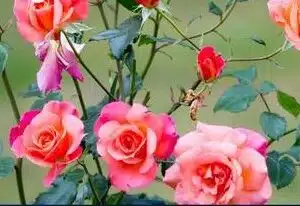 Rosen