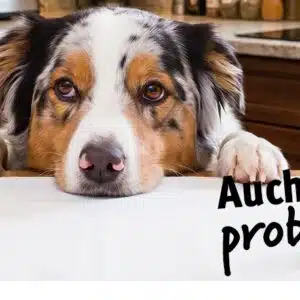 Headerbilder-Probenbestellung-ki-info
