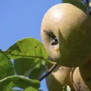 Obstbaum