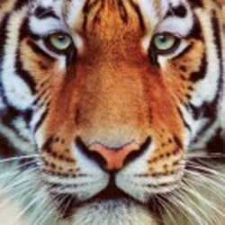 Profilbild von NetFire