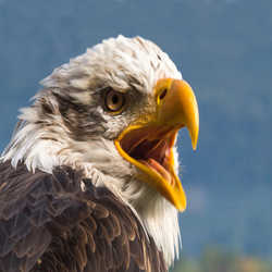 Profilbild von thomaslofer