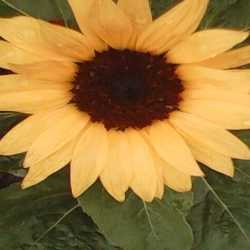 Profilbild von Sonnenblume3