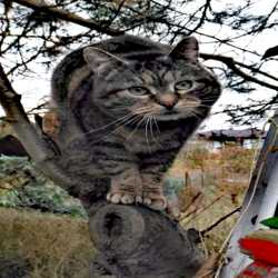 Profilbild von rigo
